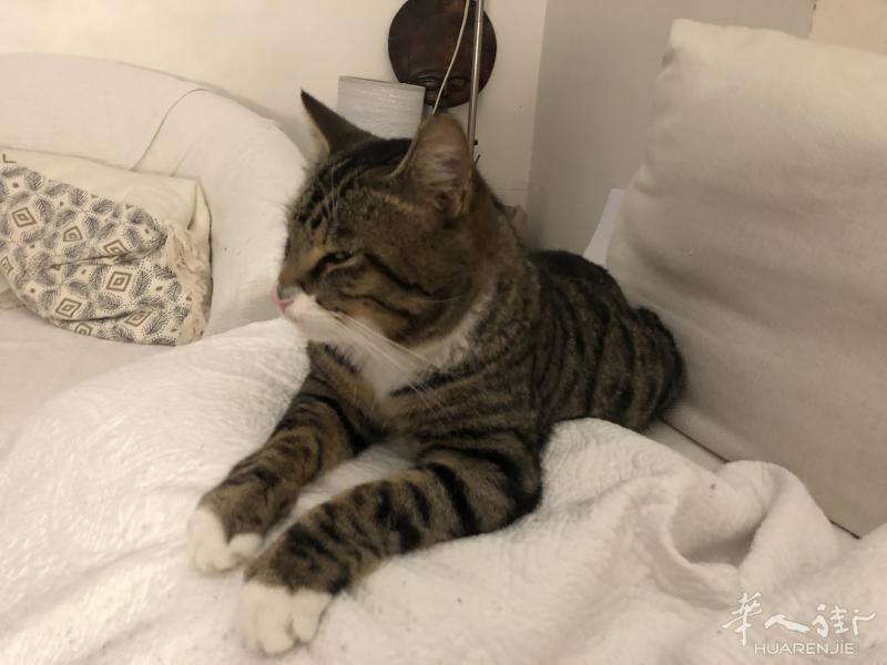 有一只可爱的小猫送人 带芯片