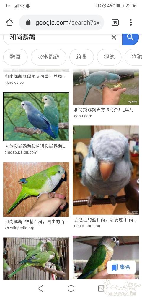 收一对和尚鹦鹉幼崽