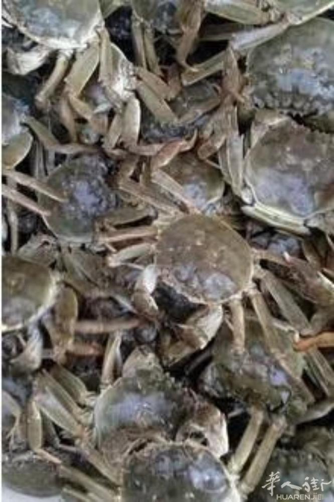 大闸蟹到货小号34.8€/kg/11只!kg!中