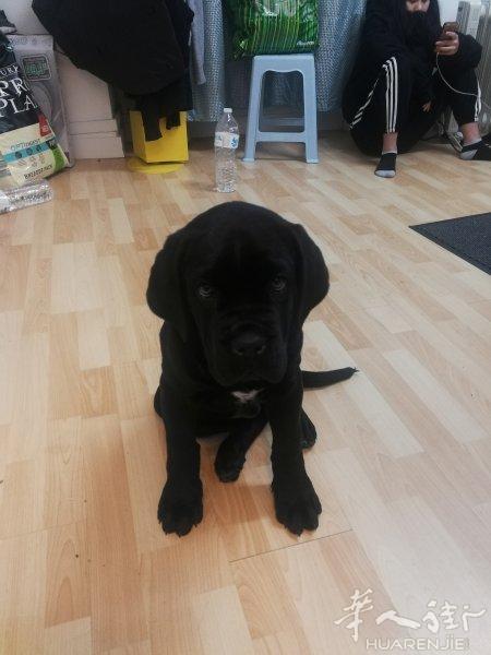 出售意大利名犬