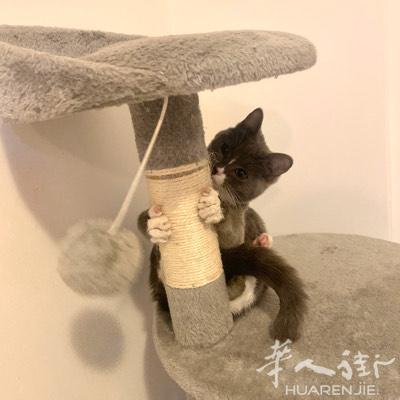 宠物寄养 可寄养猫咪 优待遇 【看照片收养】
 价