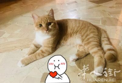 宠物寄养 可寄养猫咪 优待遇
 价格可按 天（5欧