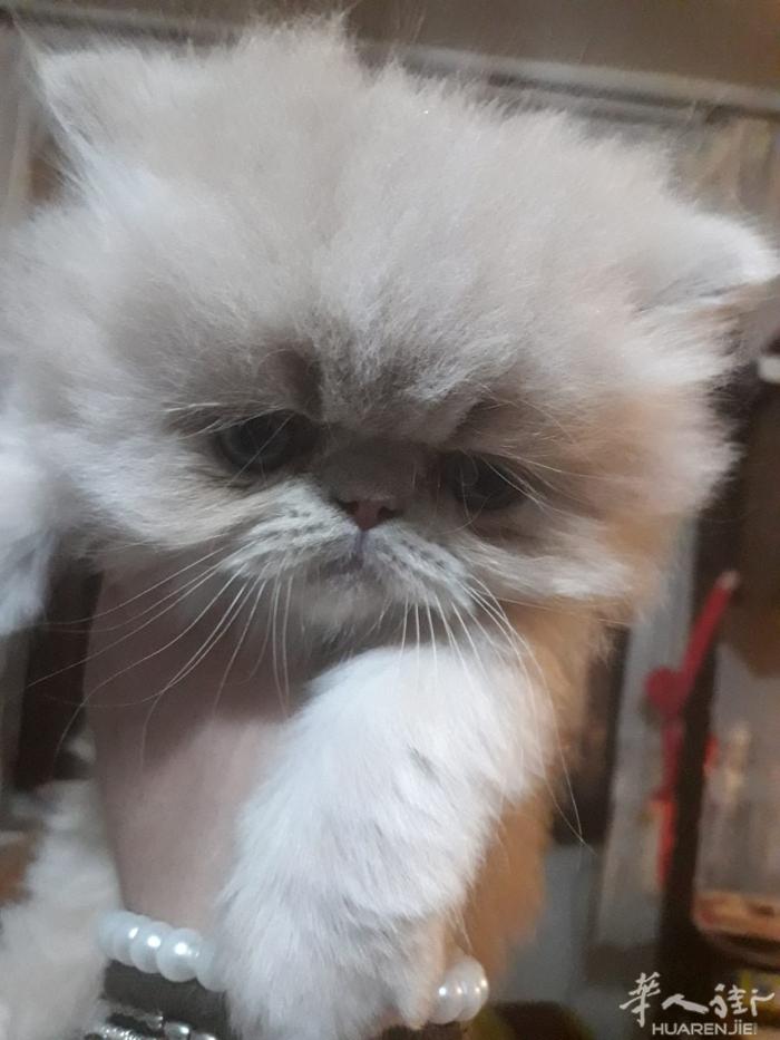 免费送一只小猫，波斯混种。打扰本人时间。连用品一起赠送。没有能力照顾的勿扰 后期