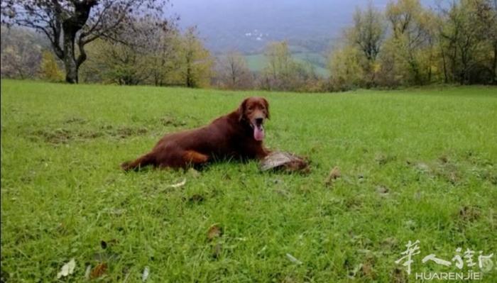 贵族犬 免费送。之前主人养它至少花了上千了。三岁了 所有疫苗齐全
