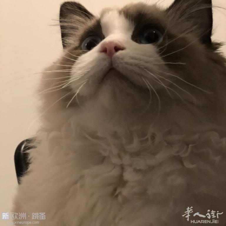 出售纯种海豹双色布偶猫弟弟