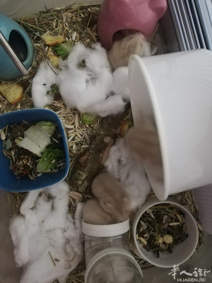 琥珀仓鼠出售
