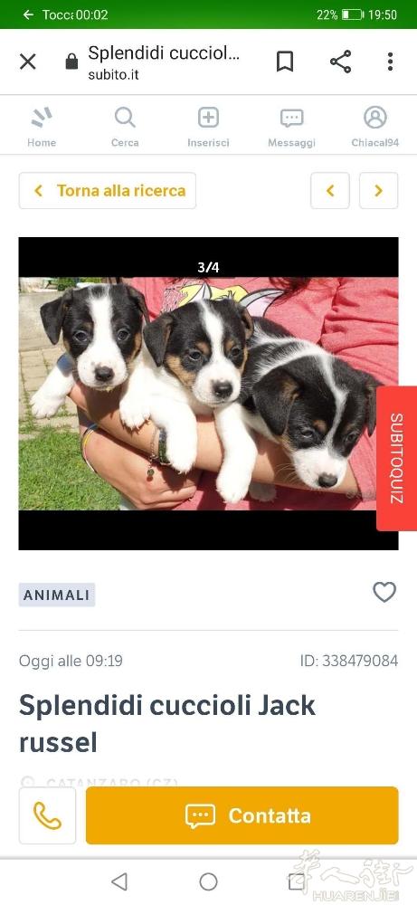 谁有卖这个狗狗的可以联系我。微信。wx674558556
