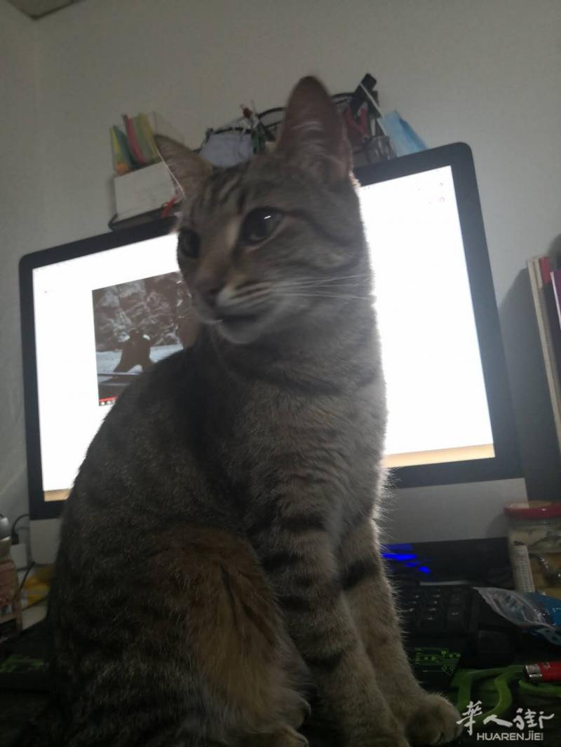 免费送猫