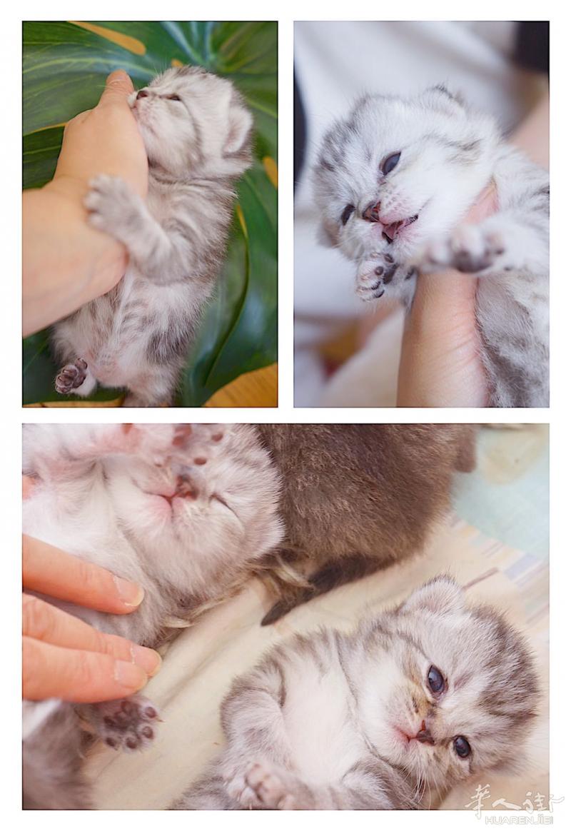 超级软萌的波斯和英短混血奶猫，可以开始预订了