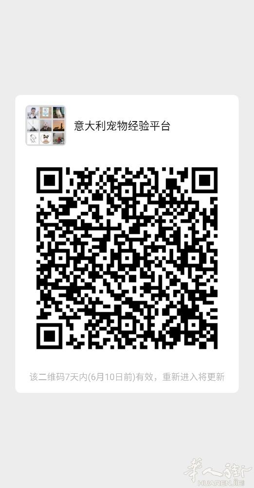 喜欢宠物的进，