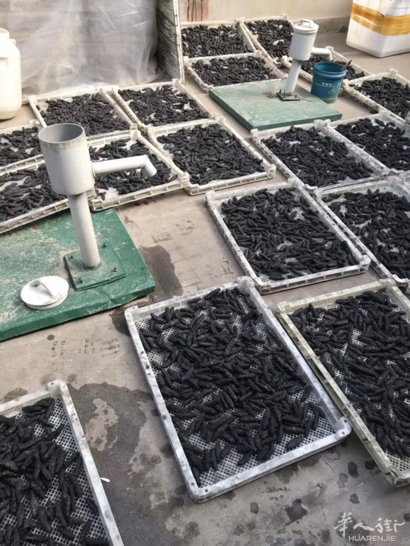 源头供应 自家海域潜捞加工的顶级渤海野生刺参