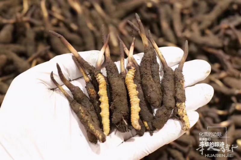 正宗🐛鲜草从雪山上挖出来时，是带土的0.3至0.