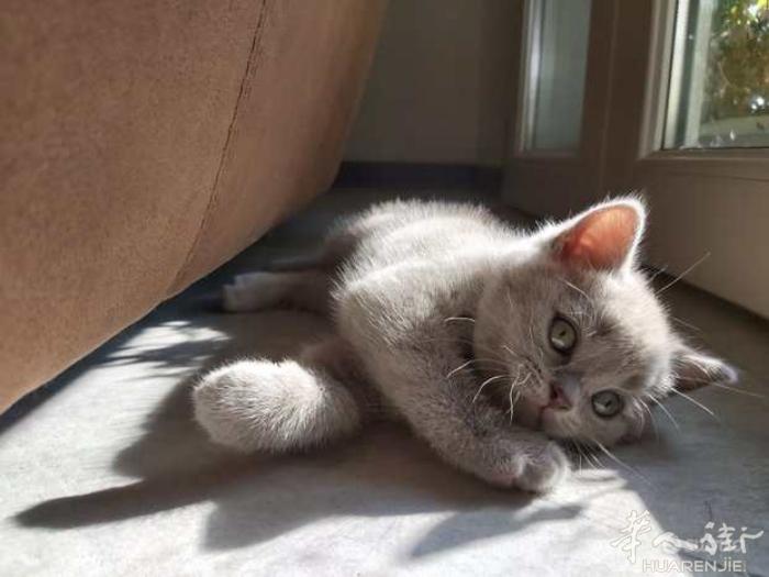 英国短毛猫ml母的。三个月大证件齐全。喜欢的可以微信。wx674558556
