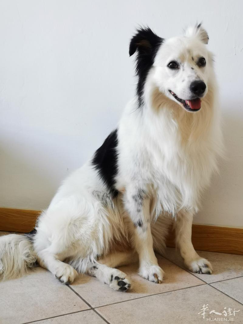 因回国原因无法继续抚养爱犬，如有好心人愿意领养请添加微信详谈