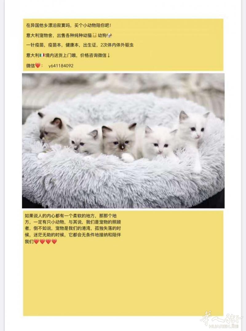 出纯种幼猫幼狗