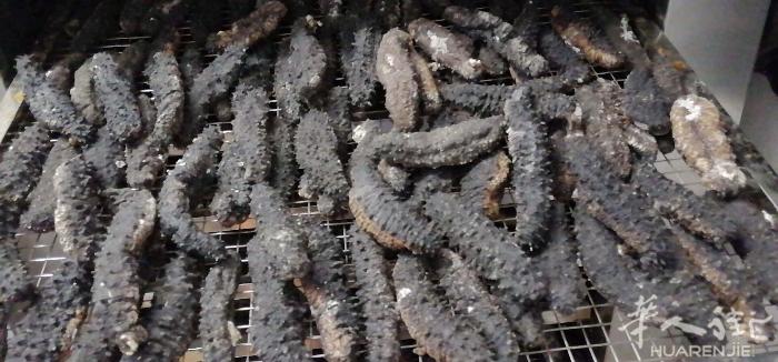 地中海海参出售，捕捞，制作烘干一条龙，价格实恵，因为地域原因，运费较高，适合二手