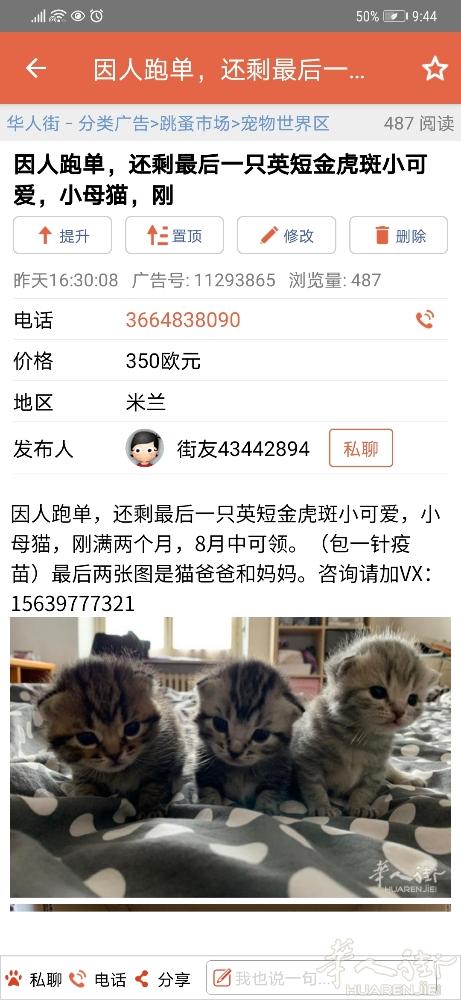 下面有个都灵大学生卖猫的。老外那里就是一百五最多了这个不纯的。他卖四百五，然后四