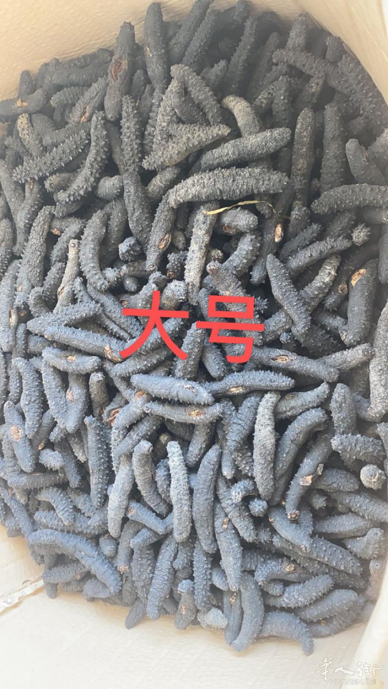 正宗希腊刺参，海参可以增强抵抗力，减少感冒，减缓衰
