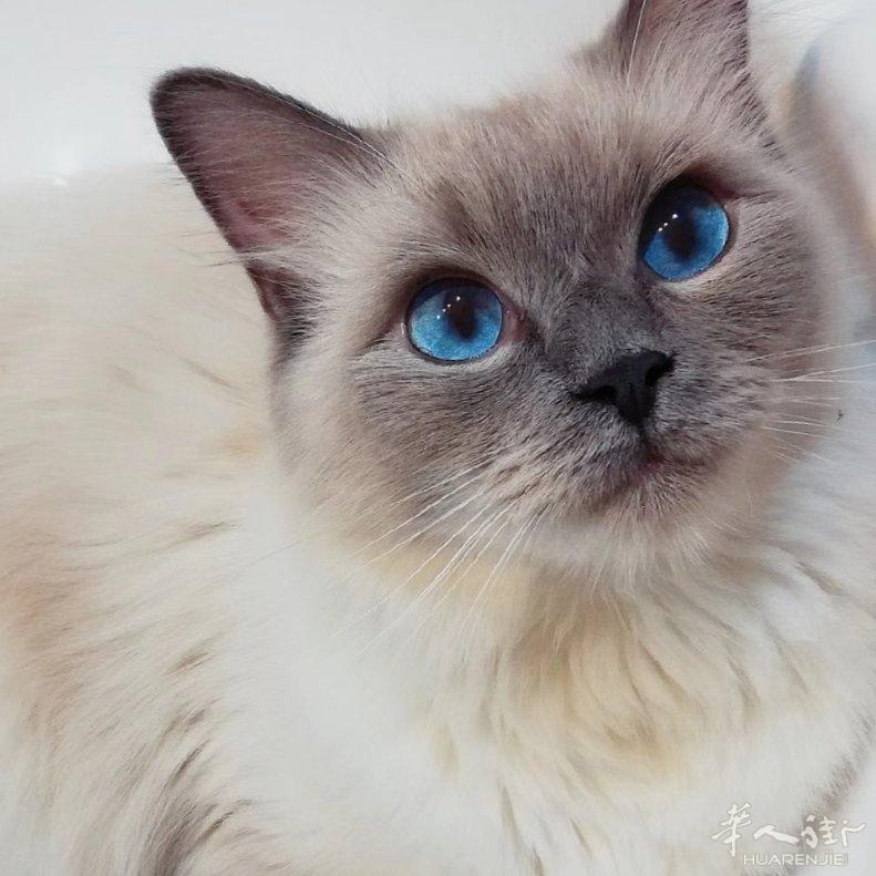 纯种母布偶猫借公猫配种