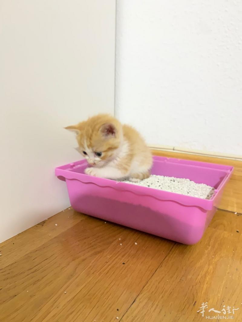一只一个多月的小橘猫