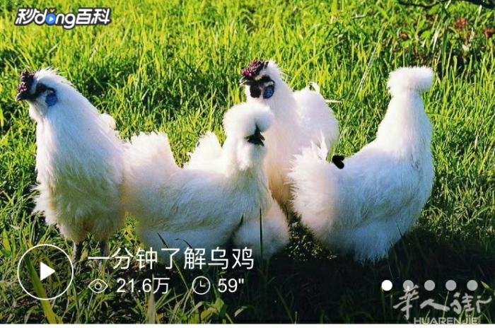 新到乌鸡19.5€/kg，一只乌鸡需加运费3-8欧，可以混合其它食品按优惠规则和