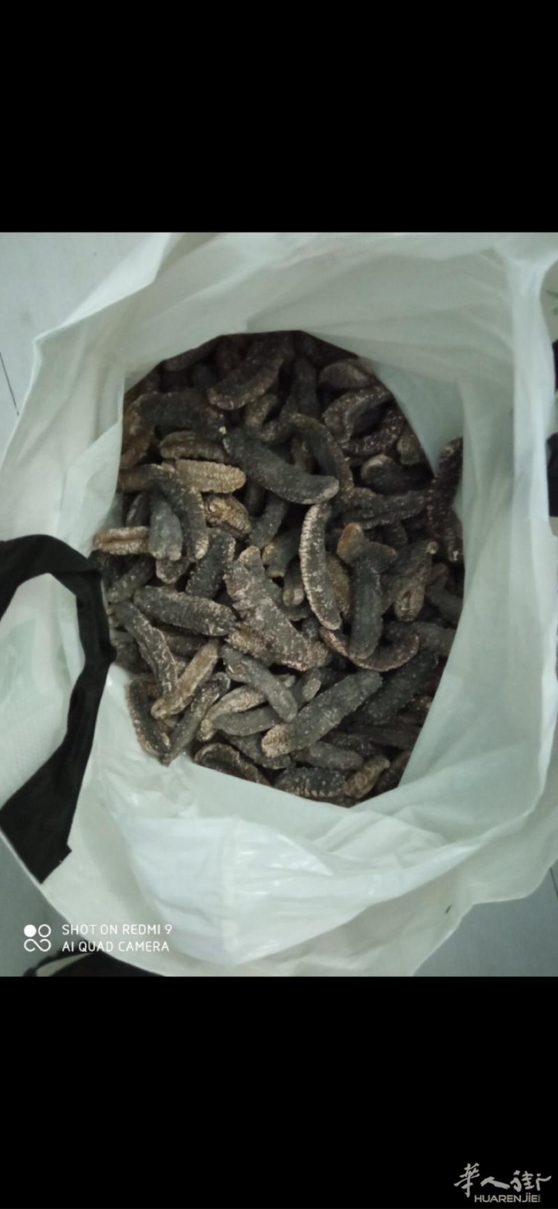 摩洛哥海参，要的私聊，现货好价，需要私聊，微信ch