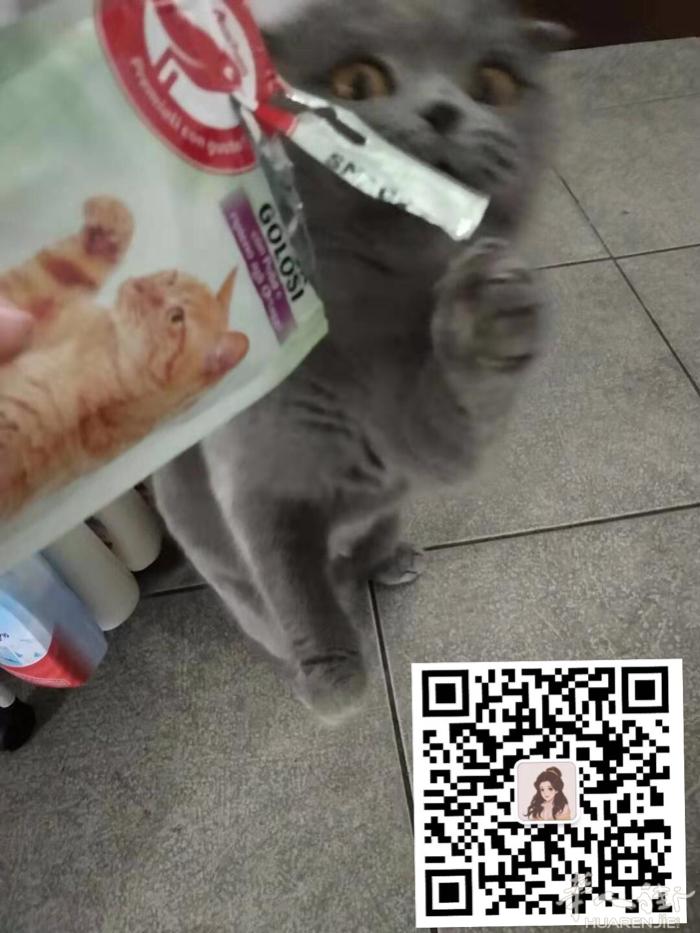 米兰公蓝猫可配种 可爱又淘气 健康强壮2岁 微信lass1129
