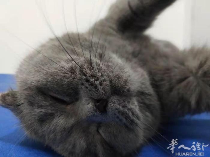 米兰公蓝猫可配种 健康强壮2岁