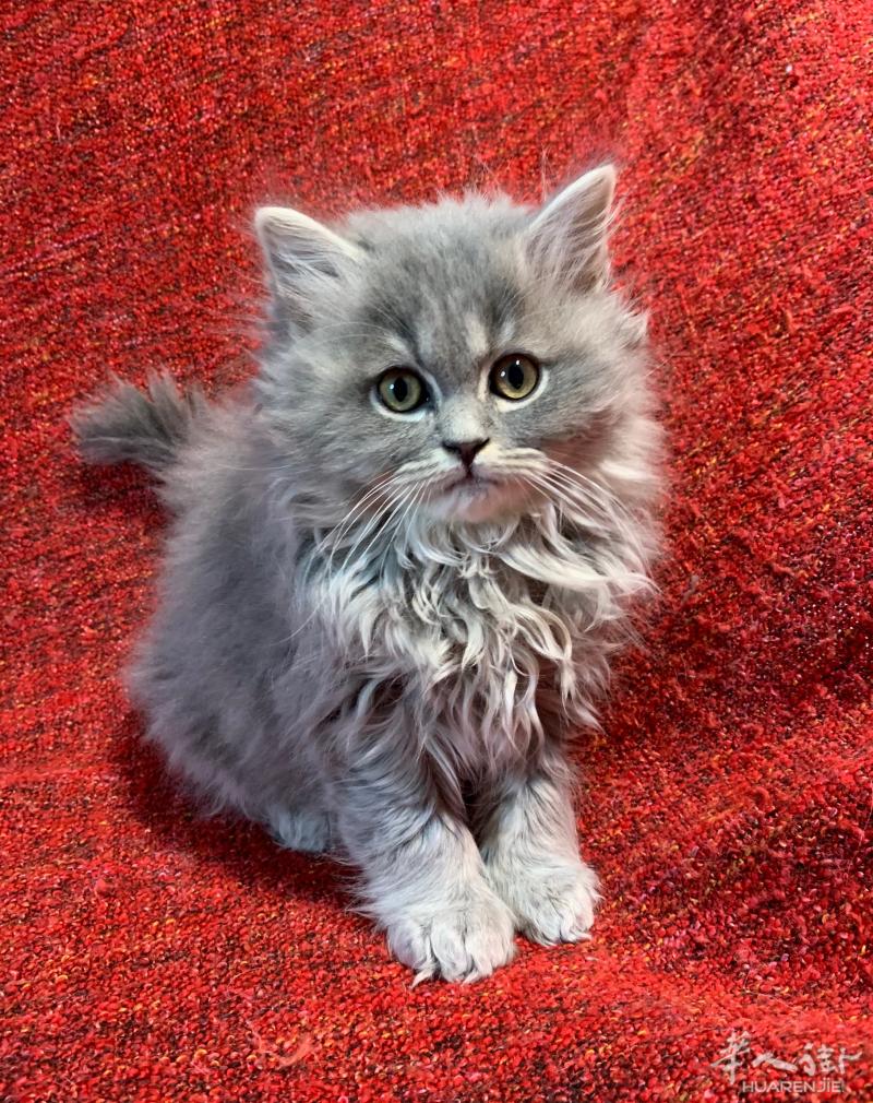 出英长和英短猫猫