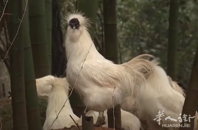 滋补乌骨鸡