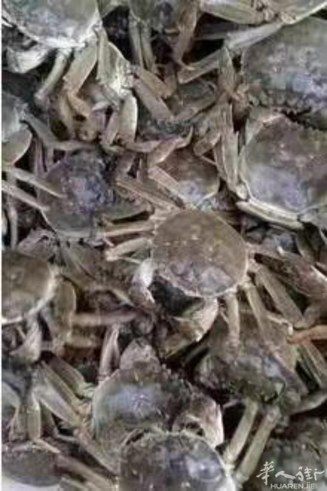 大闸蟹到货35€/kg约8-10p，详询微信dunfeng128