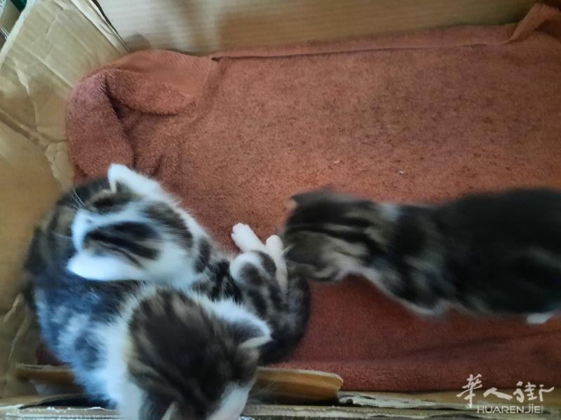 小猫宝宝
