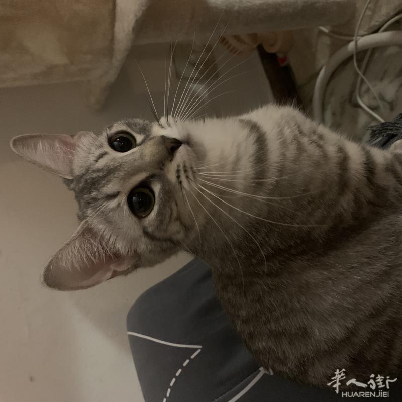 免费领养一岁半母猫