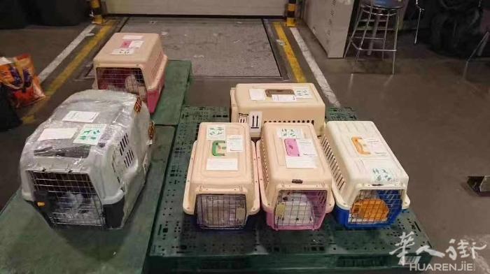 欧华宠物托运回国，9年运输经验为您爱宠保驾护航，需要的加微信 a0240412