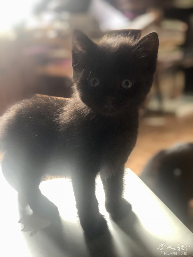 4只 小黑猫宝宝 找新家