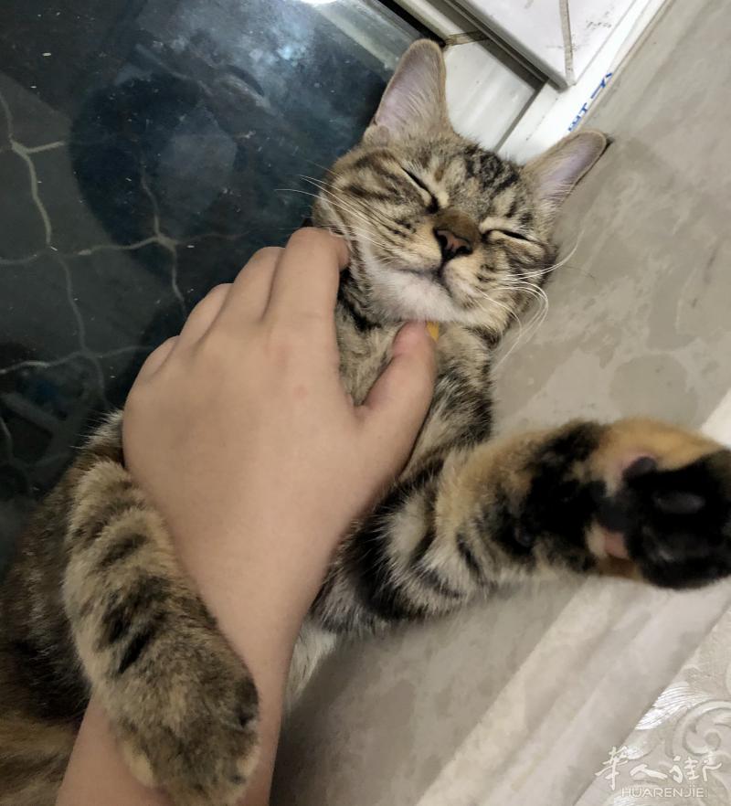 接猫猫寄养，不收费