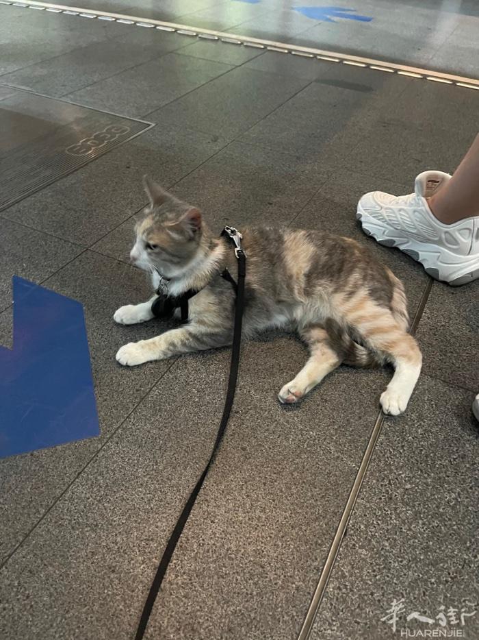 出售一只欧洲短毛猫 送一个携带式猫笼里面有毛垫 还有逗猫棒 猫零食棒 小梳子 小