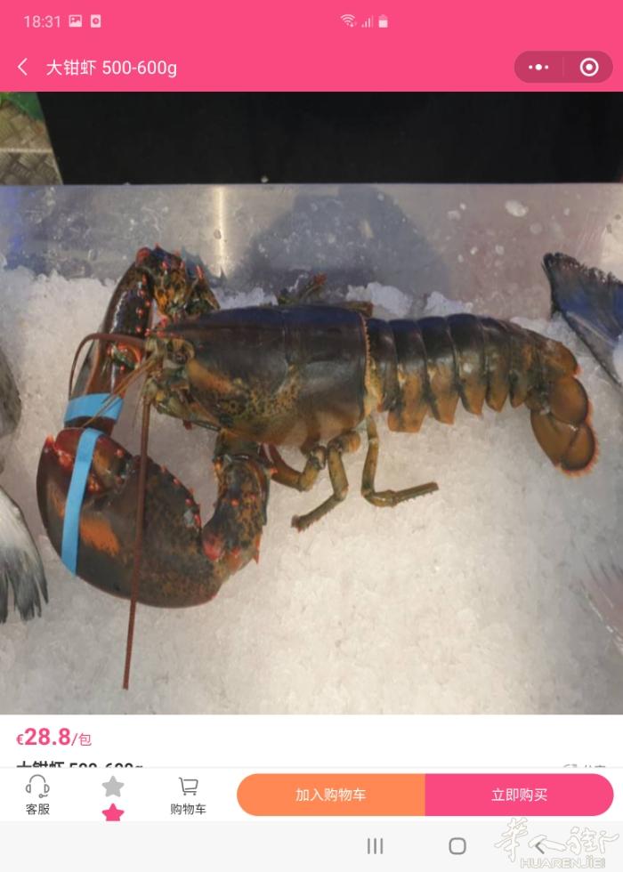 大钳虾，面包蟹，鲈鱼详询微信dunfeng128