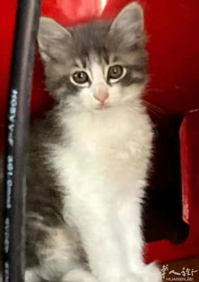 可可爱爱的猫猫