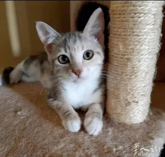 在意大利喜欢猫猫的小哥哥小姐姐进来看看。 如果看上了，就买一只小可爱回家吧！