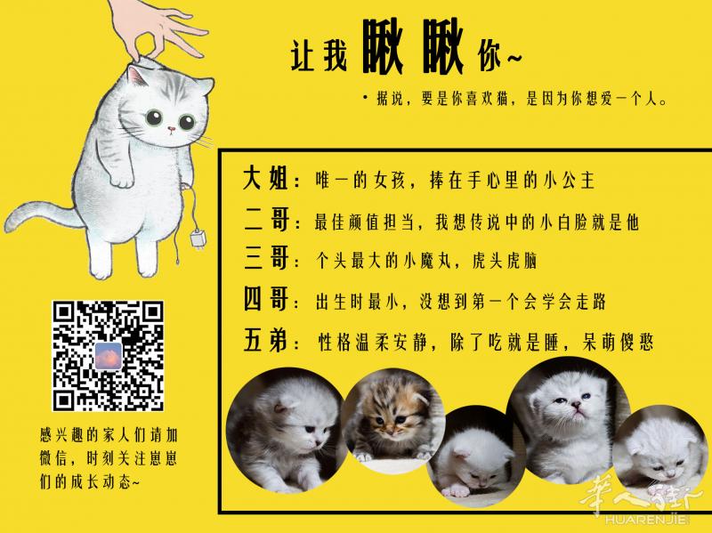 据说，要是你喜欢猫，是因为你想爱一个人。