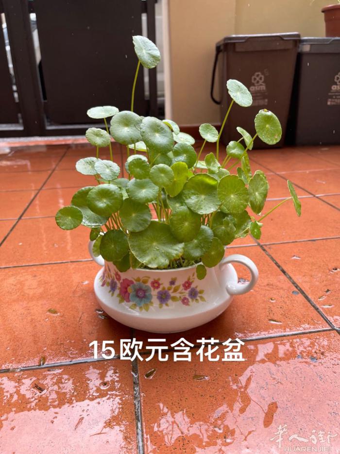 多肉出售