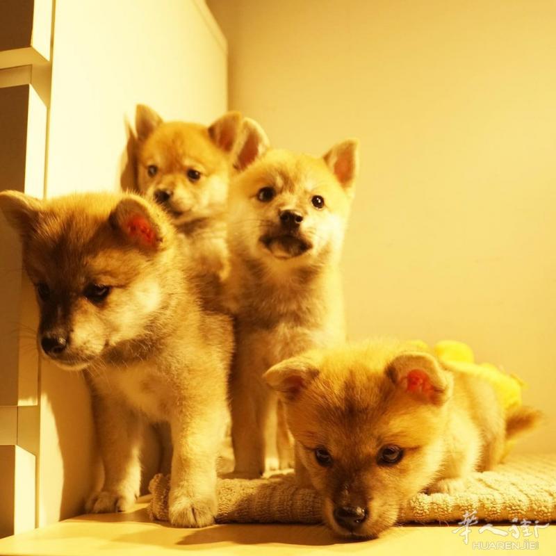 五只柴犬幼仔出售