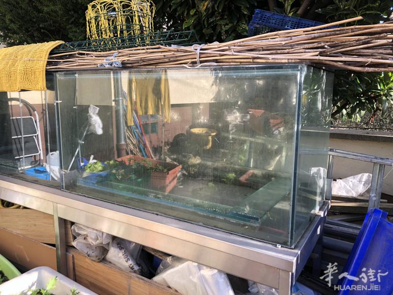 转售中国定制鱼缸,可做观赏或商用餐厅鱼店