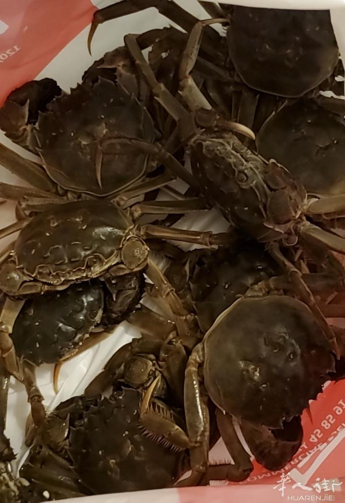 中号大闸蟹，原价39，现价32€/kg，一公斤10只，数量有限预购从速，详询微信