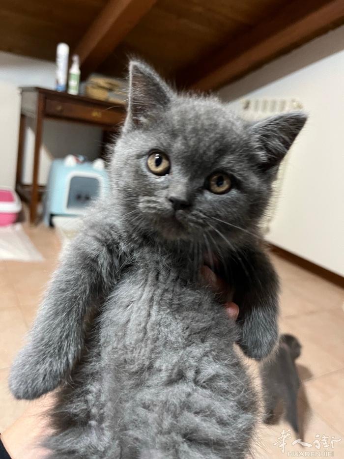 出蓝猫母的650公的600只有两只了包疫苗驱虫今天已经六十三天了 联系微信 wx