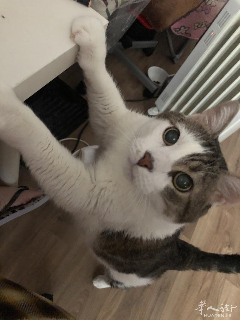 小猫求寄养
