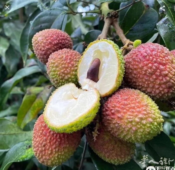 新鲜荔枝，17.5€/kg，整箱78€/5kg，可参与满100减12€优惠，免运