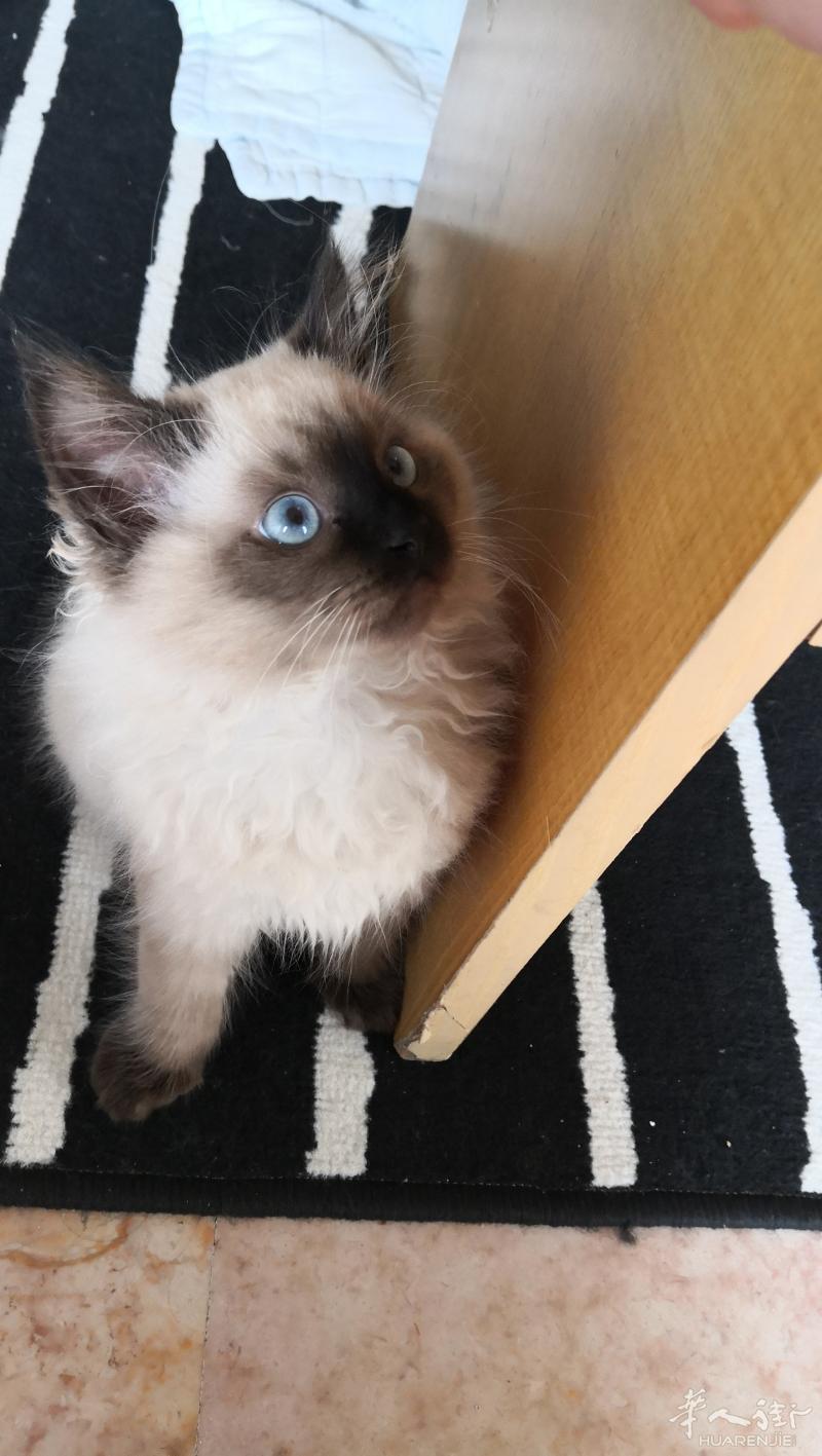 出一只小猫咪，可撸可抱可亲亲，粘人精