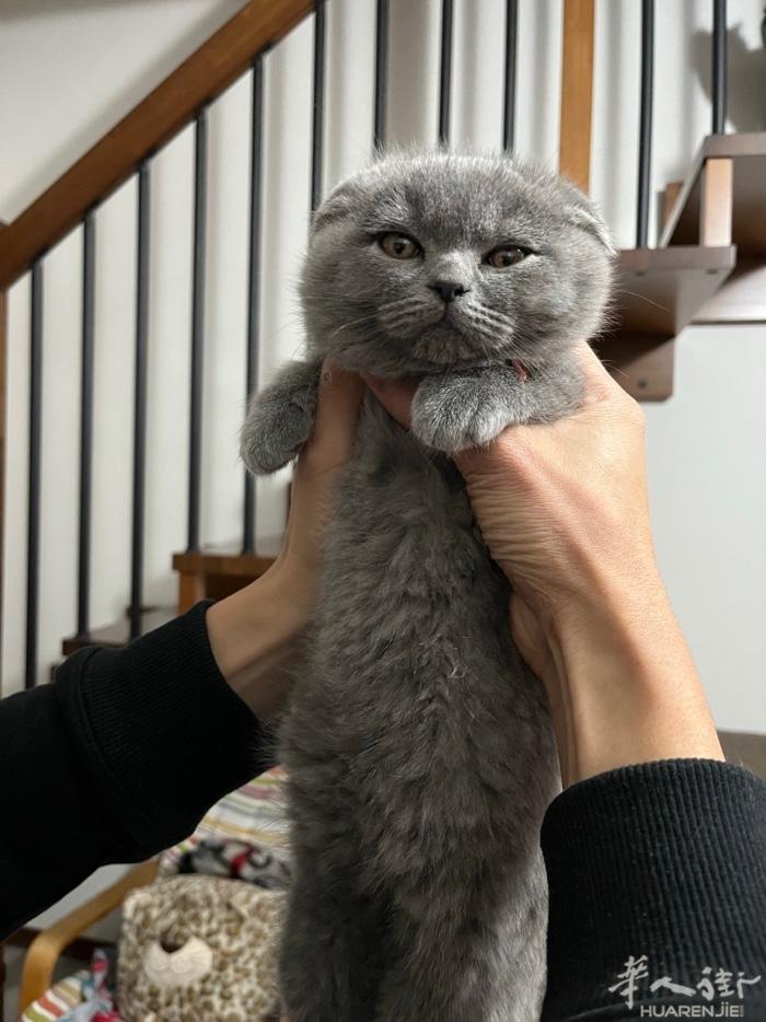 出一只蓝猫七十三天了